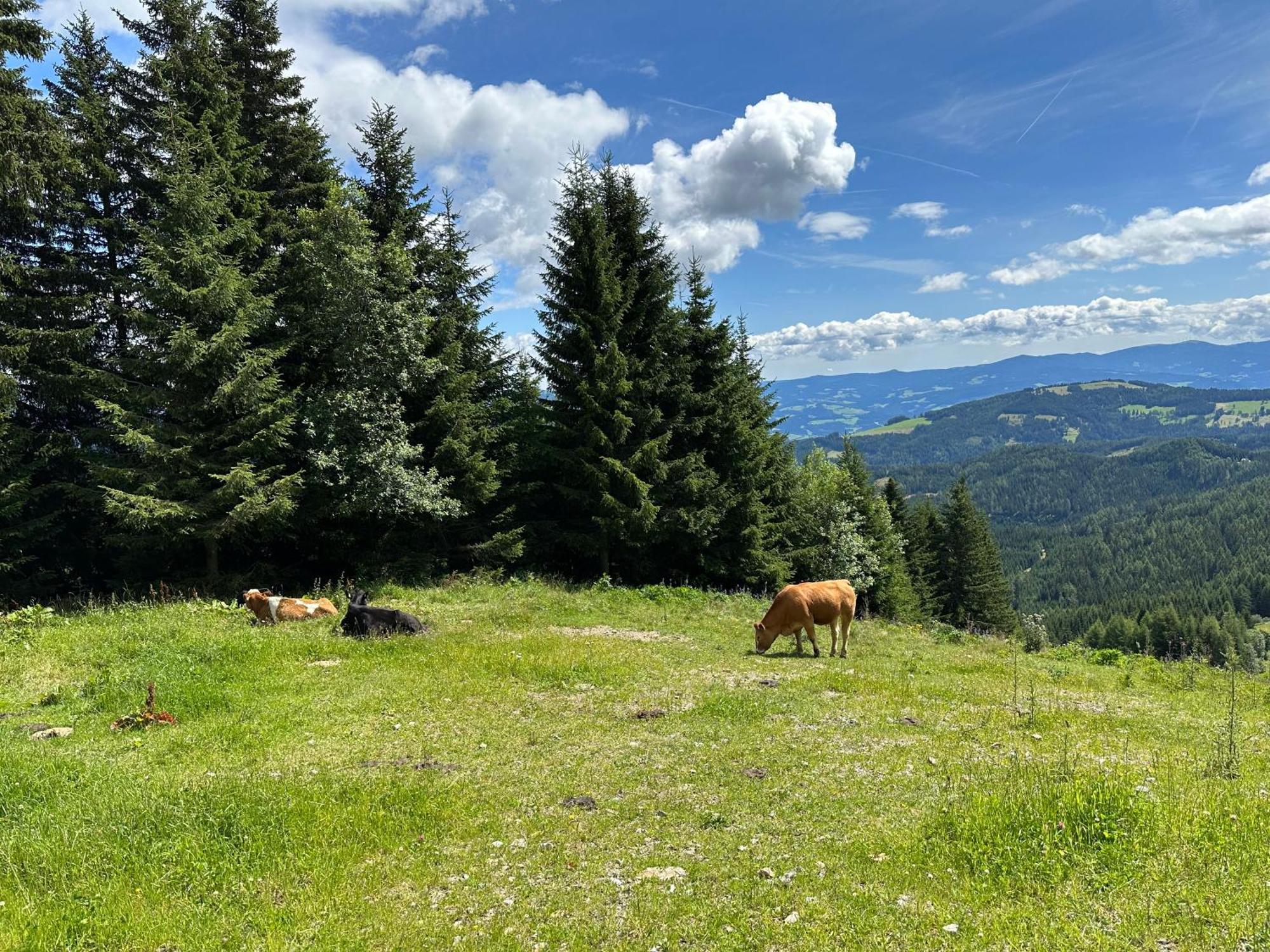 Berglisl - Direkt An Der Schipiste! Neue Ferienwohnung Mit Sauna Klippitztorl Buitenkant foto